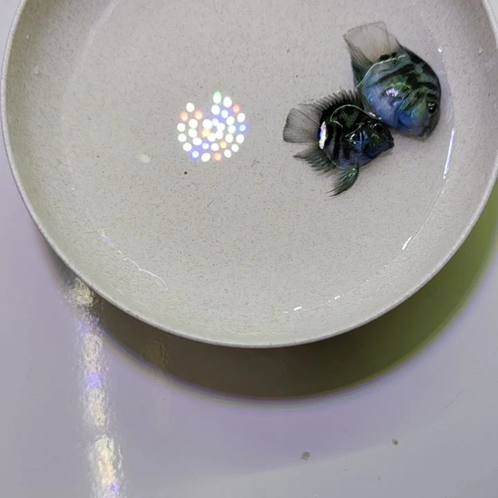 鹦鹉鱼瑕疵漏腮宝蓝迷你鹦鹉鱼
