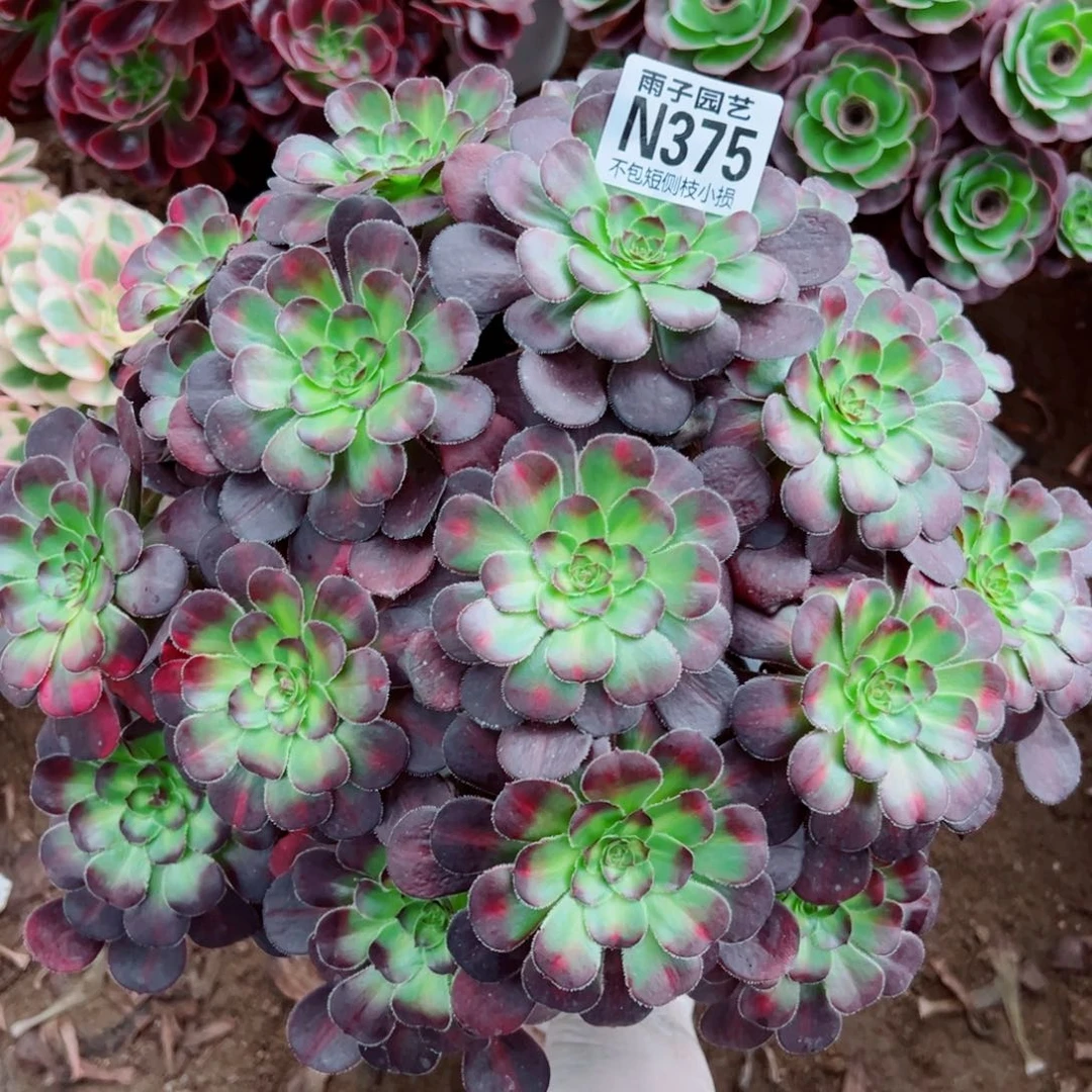 375晚霞尺寸30左右