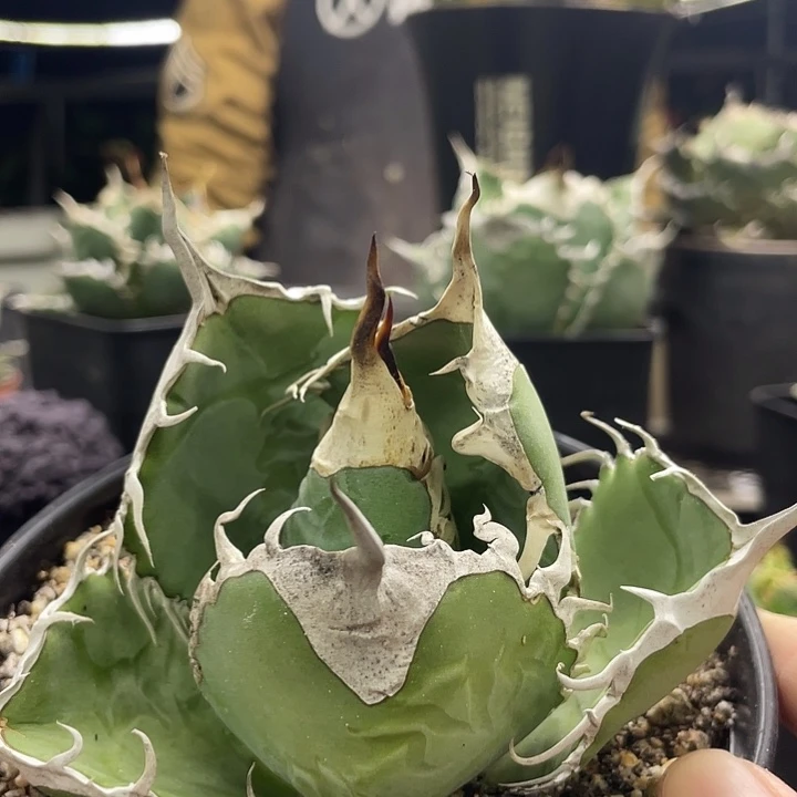 头盖13000000000000