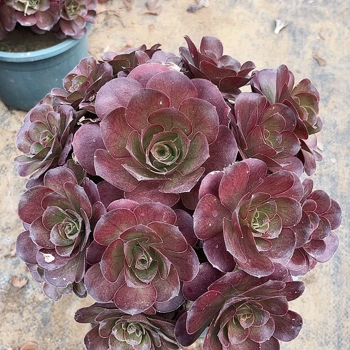 瑰金手棒花多肉植物39