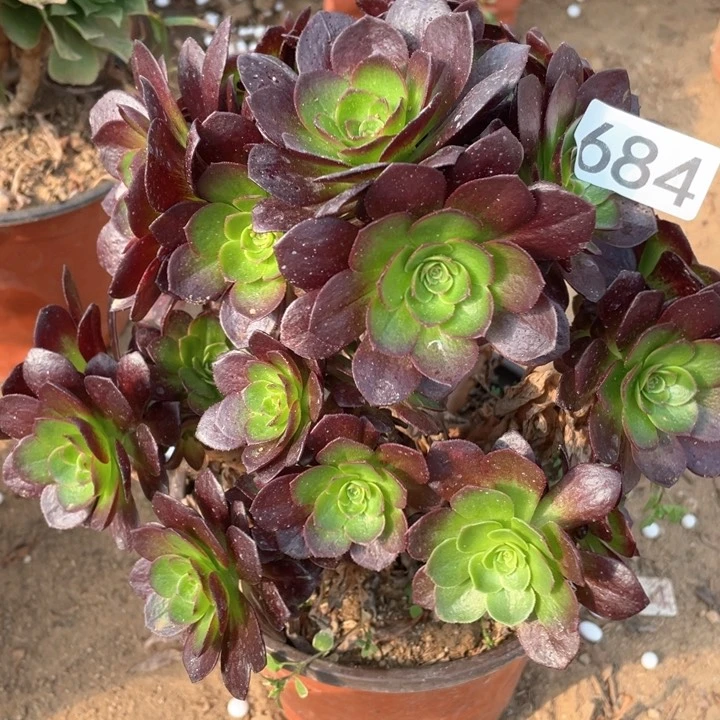 684多肉植物赤焰莲有砍