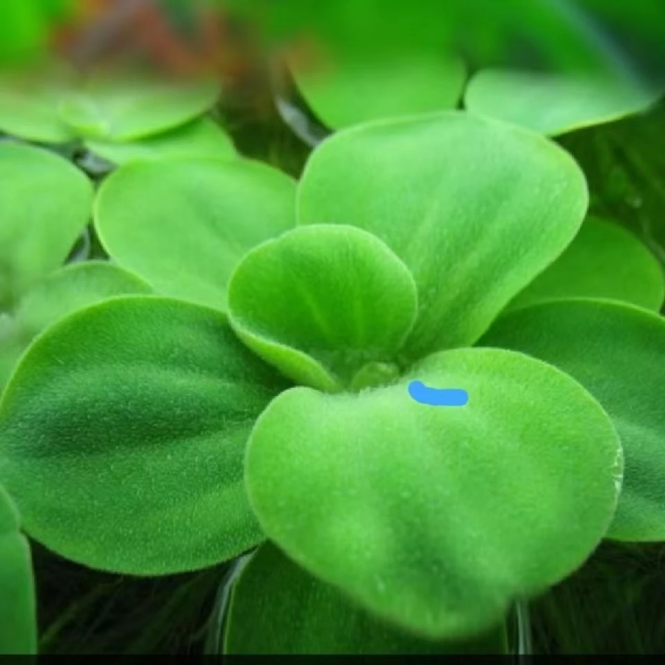 浮萍水草水芙蓉耐活养鱼龟缸造景装饰水培植物净化水质懒人阳水草