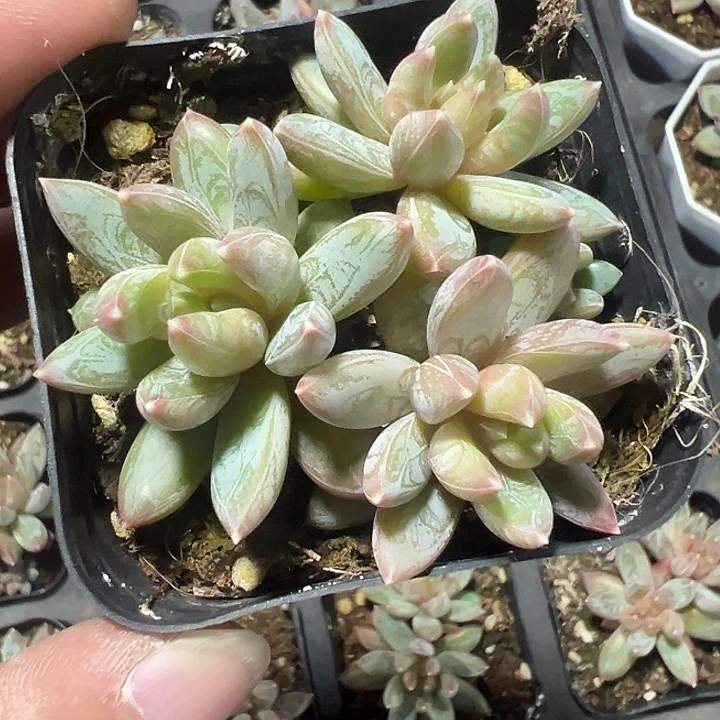 炫彩星精品多肉植物