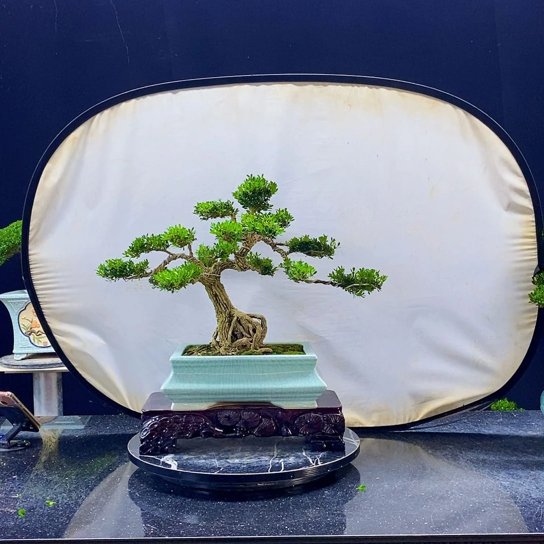 无花朵黄杨盆景造型