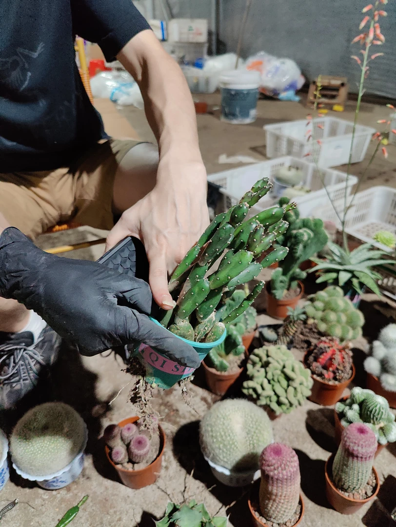 一行园艺【小土人】仙人柱