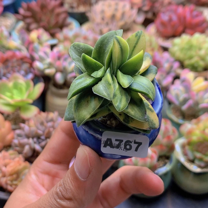 一物一拍含盆土满38包邮A767
