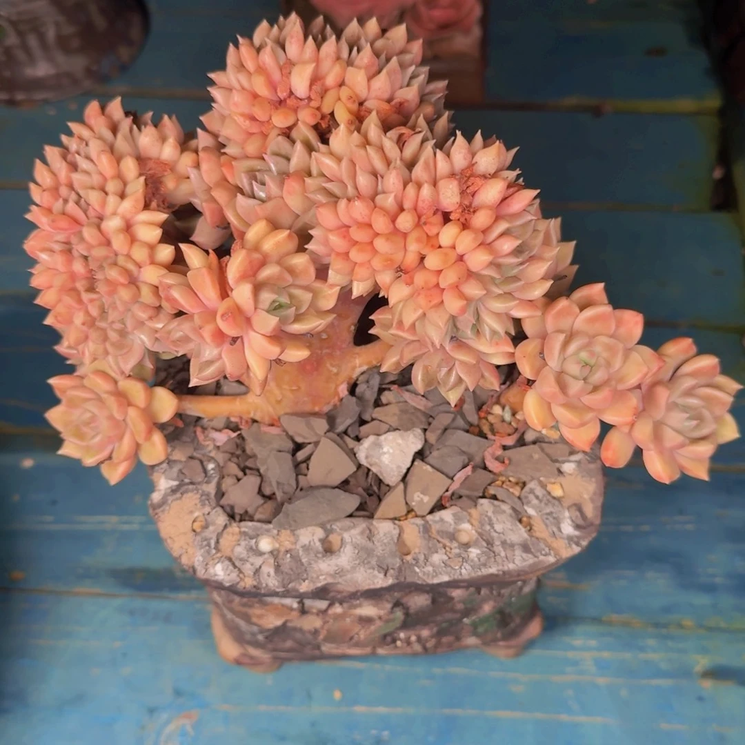 ****法多肉植物的生长发育和