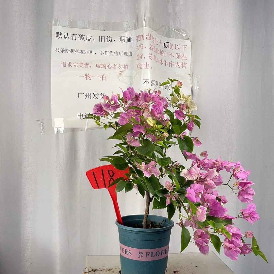 当前无花栽培后可以开花118广红樱盆苗