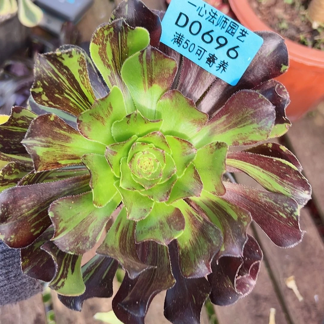 多肉植物多肉植物0696
