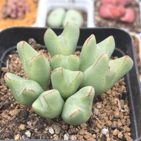 多肉肉锥 9头少将