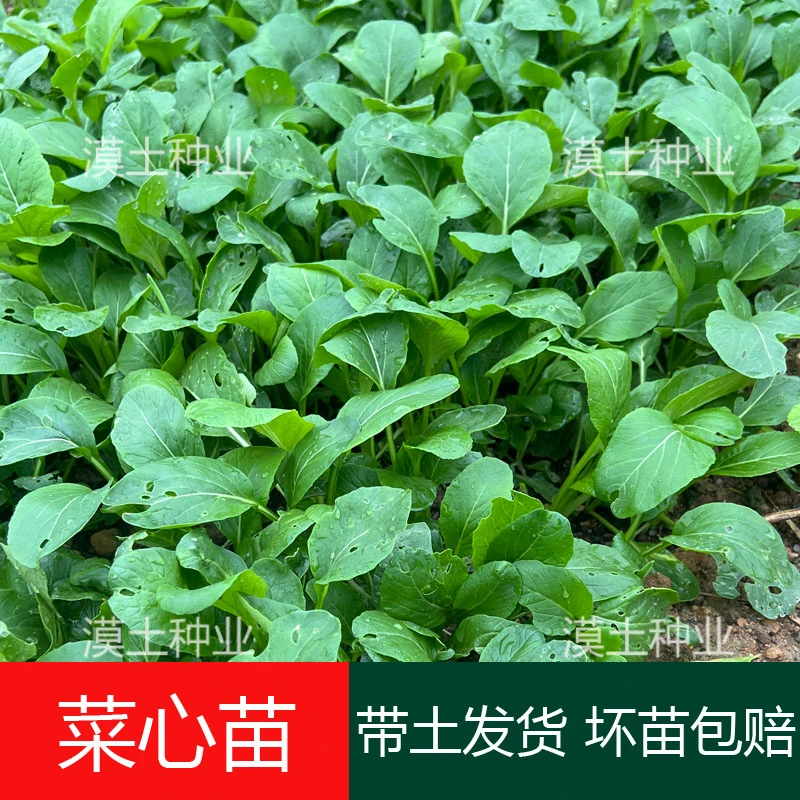 广东多枝多芽甜菜心秧苗耐热连州菜心苗生长快高产连州菜心菜秧苗