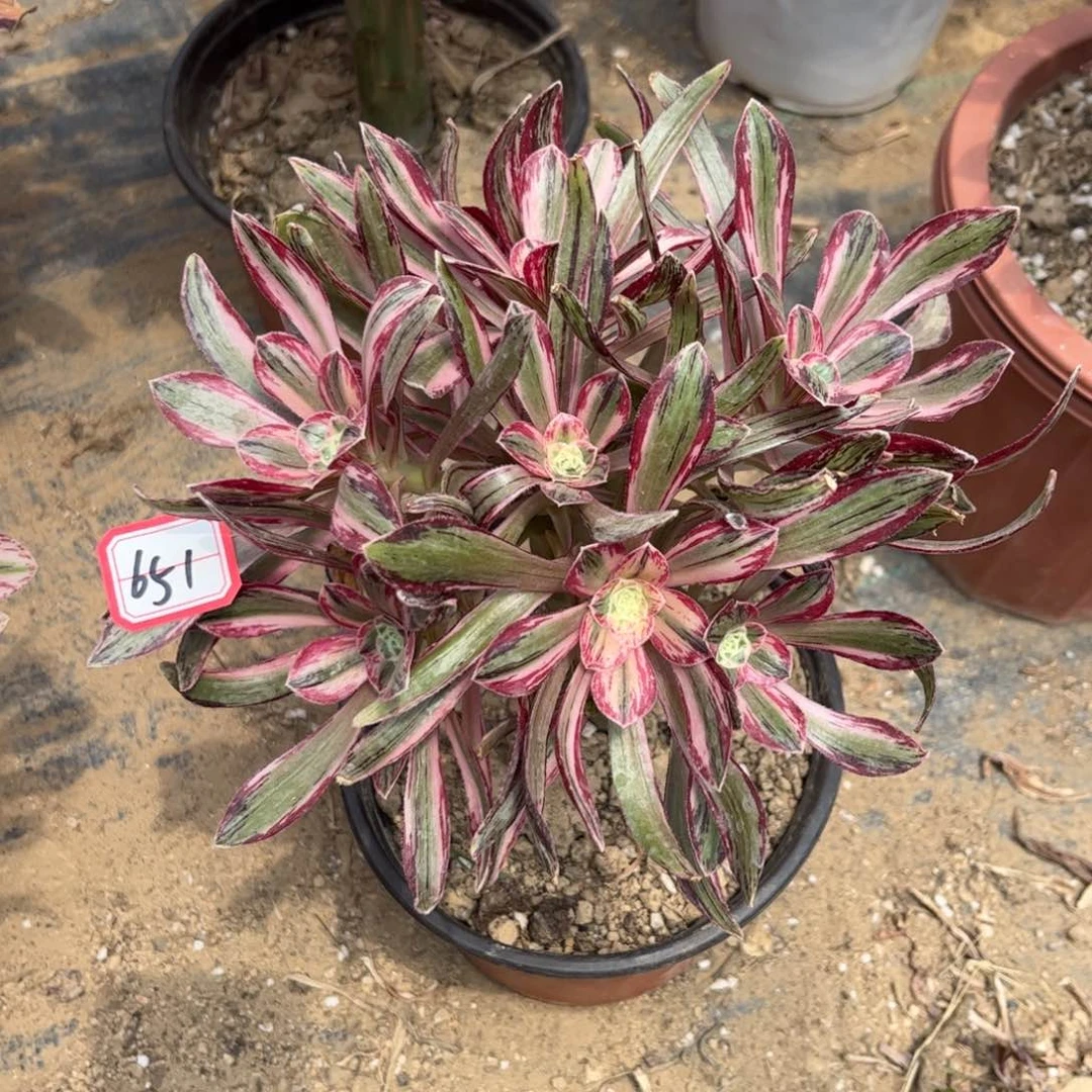 651多肉植物V锦锦