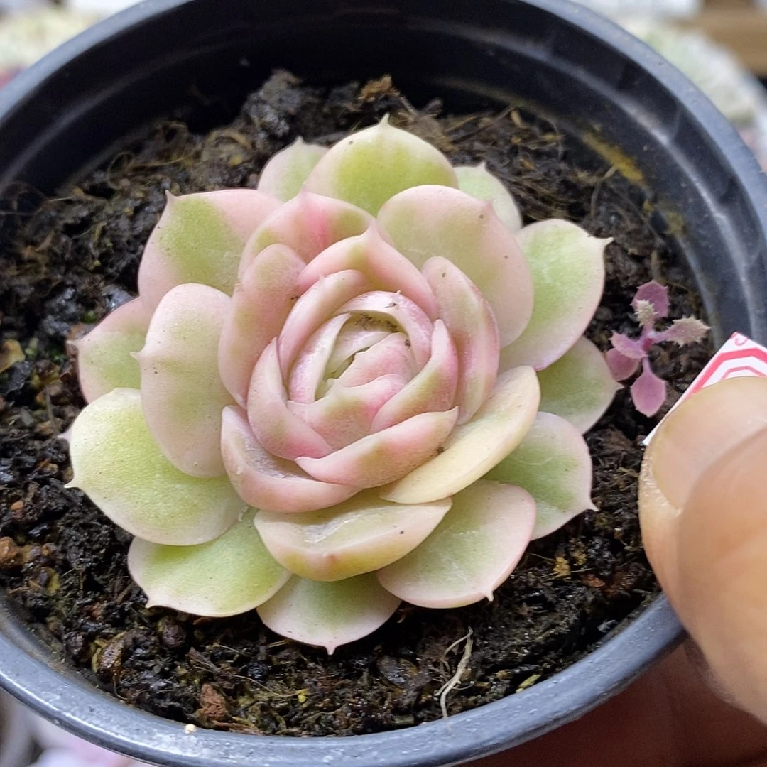 2459 漂亮昂斯诺锦