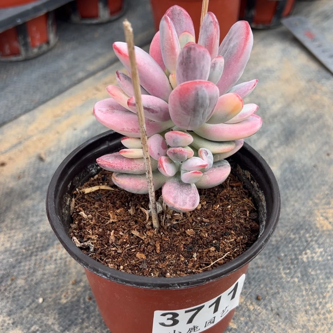 带盆发货乒乓福娘锦3711号