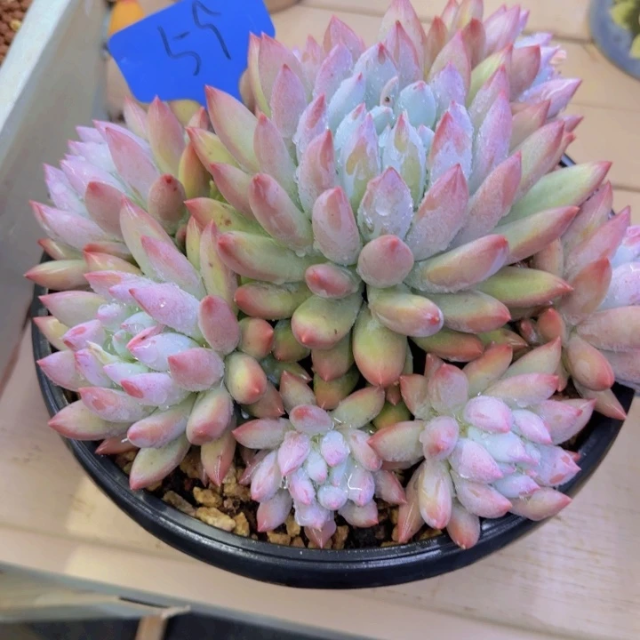 水*儿59多肉植物一物一拍