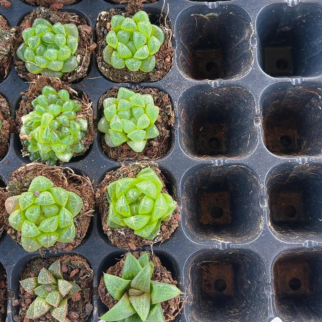 直播福利一物一拍63