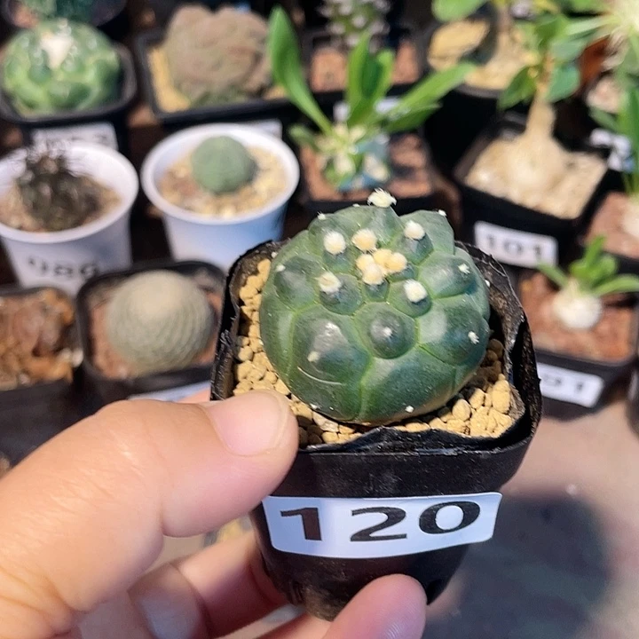 小***学120实生角油龟甲兜