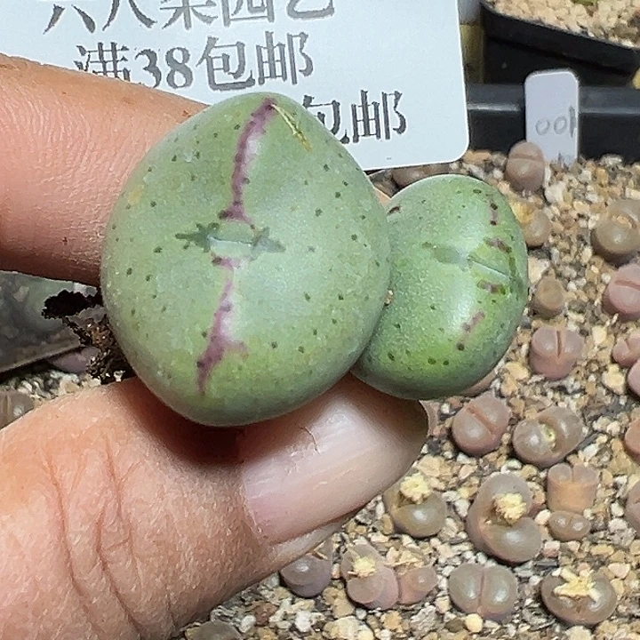 134号少将xyzzyyyxyxx