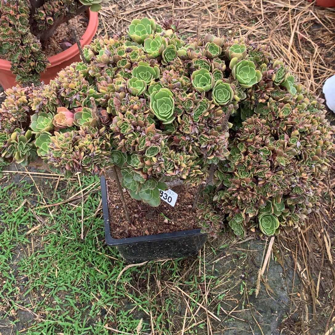 830玫瑰朵朵一颗的