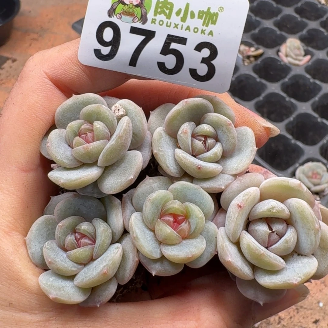 多肉植物多肉植物