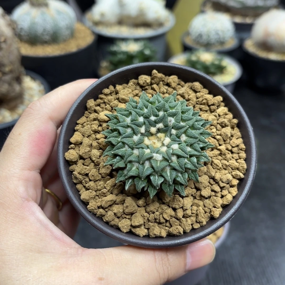 姬牡丹带盆包邮哟