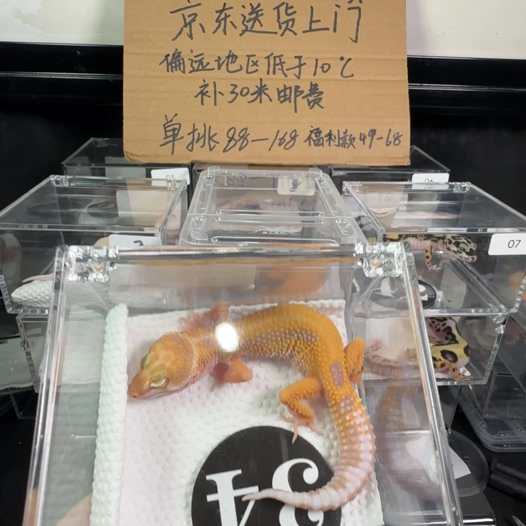 豹纹守宫暴龙妹妹