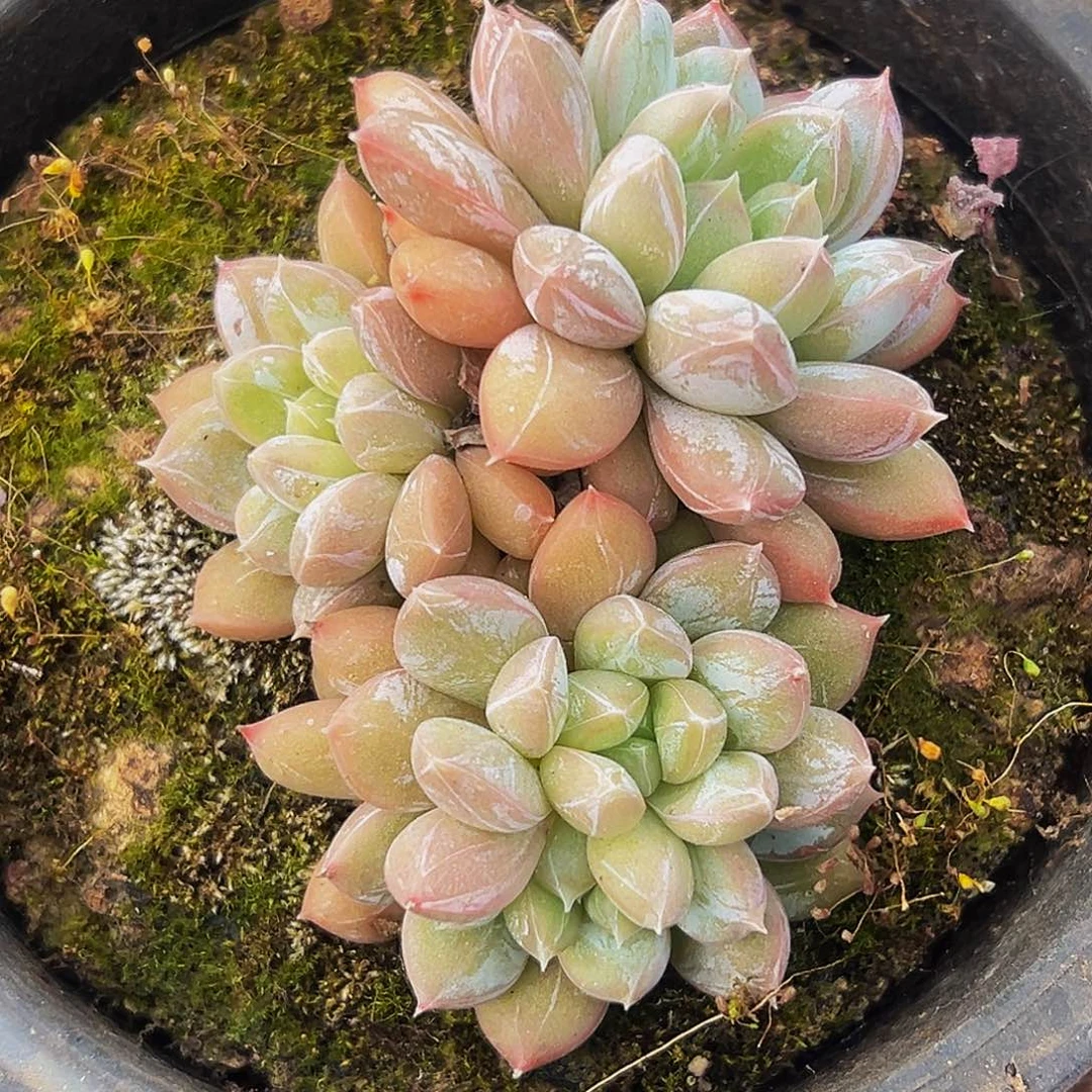 美人系列多肉植物