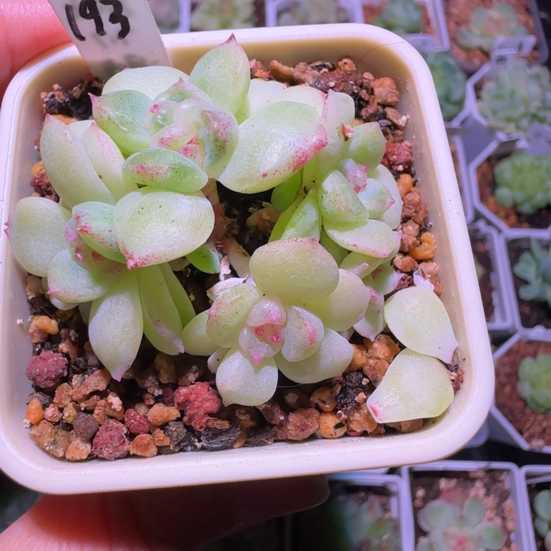 c***l甜心193群生不包整