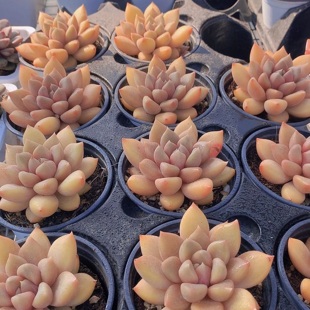 单头红象牙35678899000000