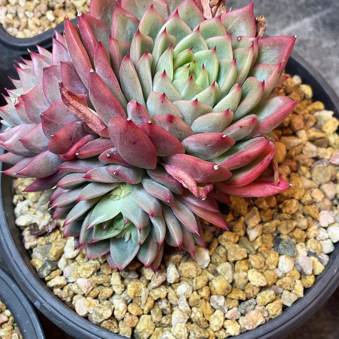 用***1多肉植物一物一拍