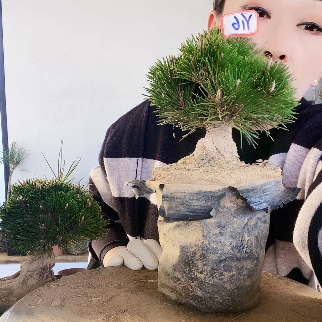 无花朵植物形态多年生草本