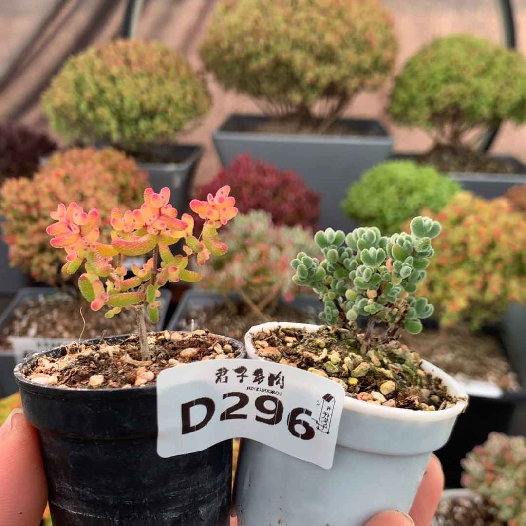 296糖球粉锦莱斯