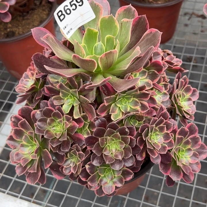 659金丝雀22厘米左右