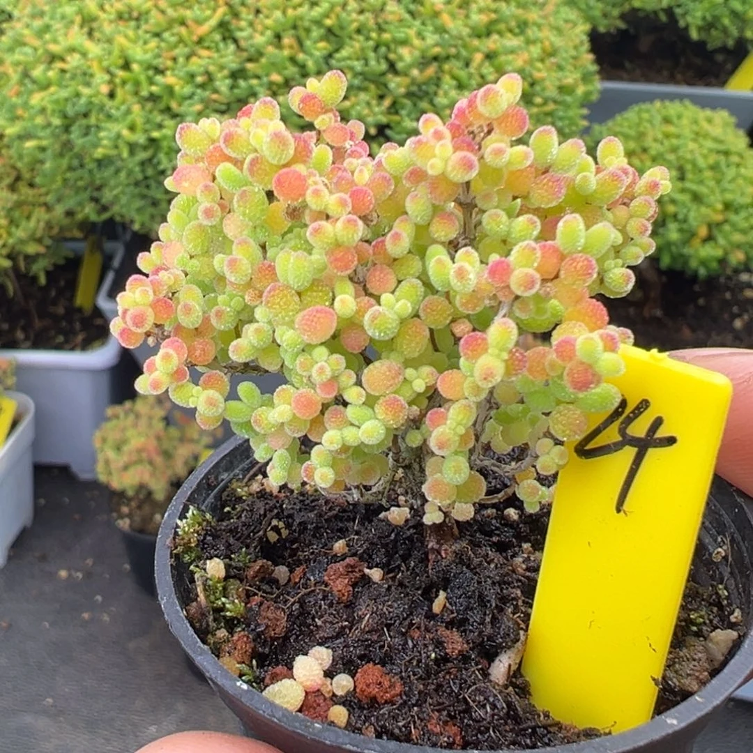 蜜橘糖球24号5cm盆