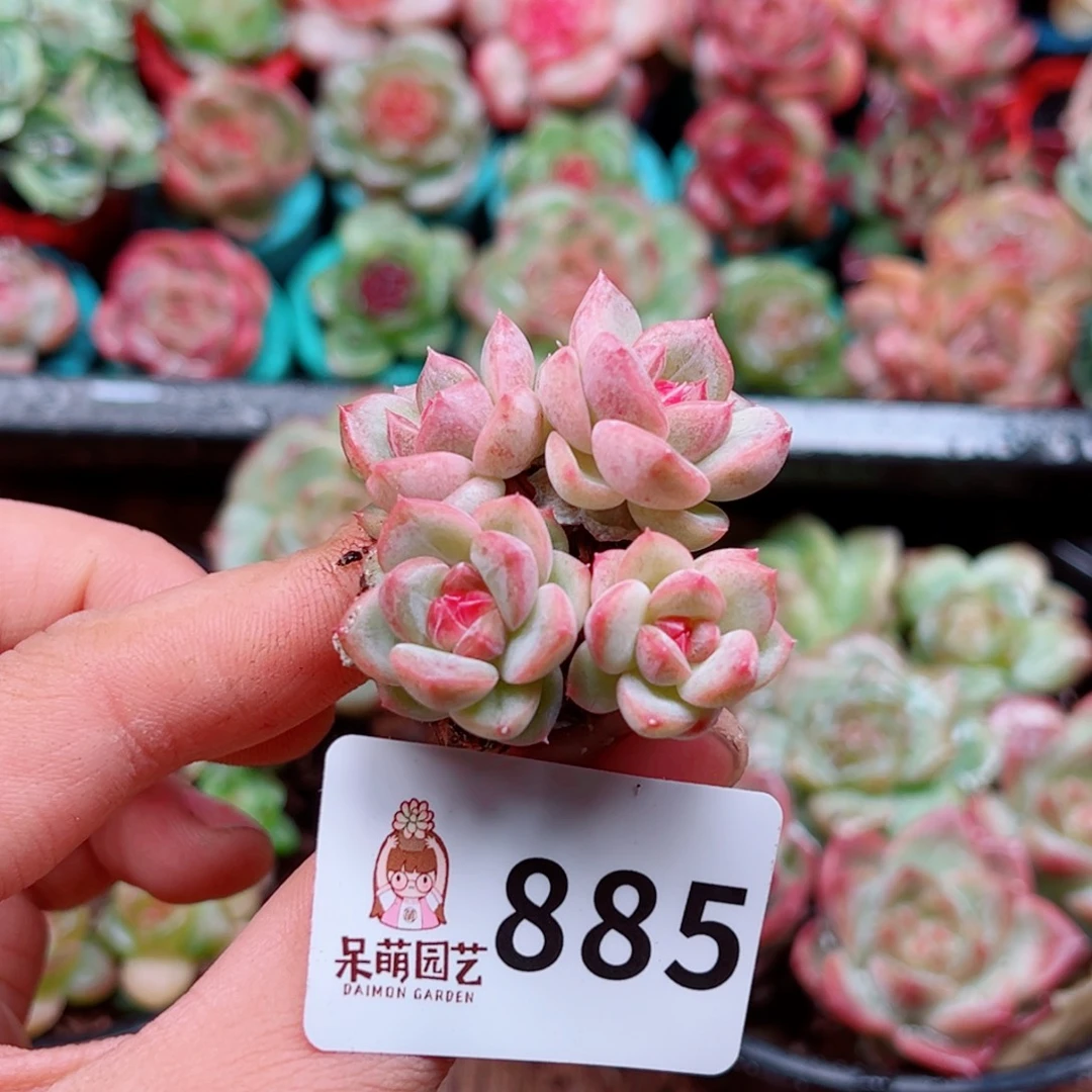 多肉植物多肉植物
