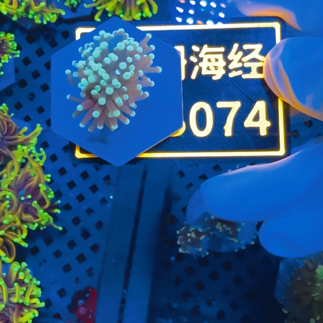 B***n纽扣珊瑚晓晓不包邮脱藻黑火柴B074