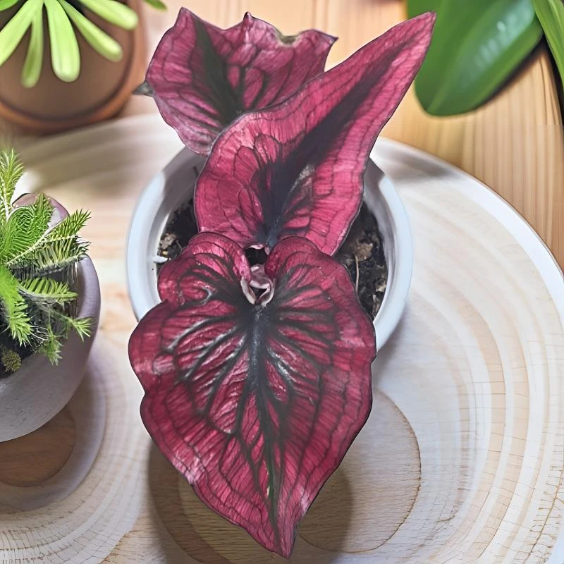 治疗师泰国彩叶芋国内养定发货