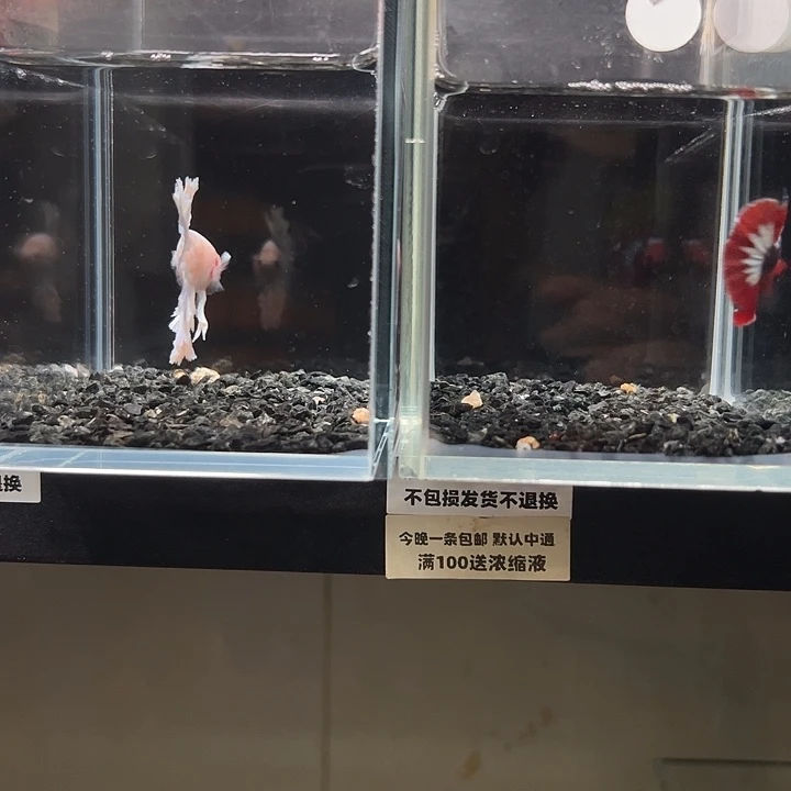 斗鱼竞拍跑单拉黑16日133+39