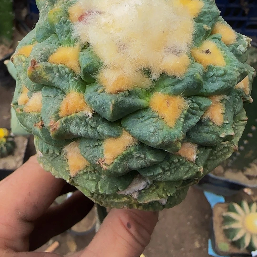 龟甲457仙人球开花啦