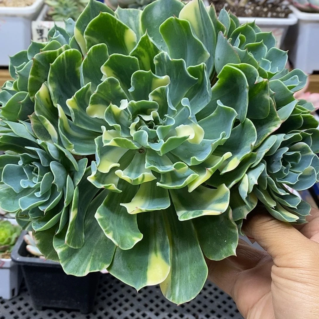 09160 海啸花脸锦群