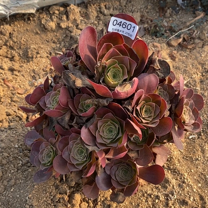 04601魅金多肉植物大时