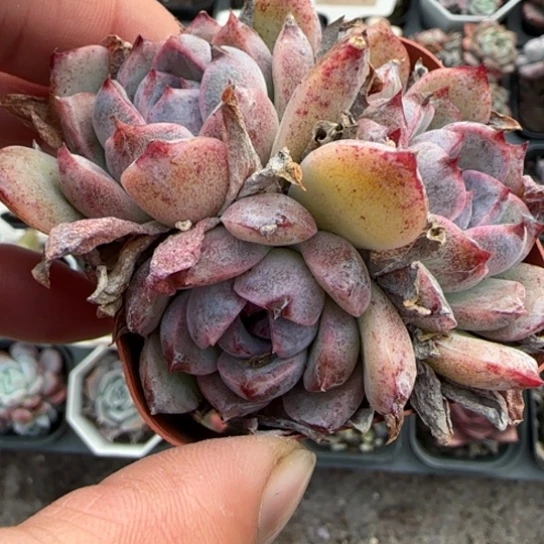 194芝士蓝莓多肉植物多