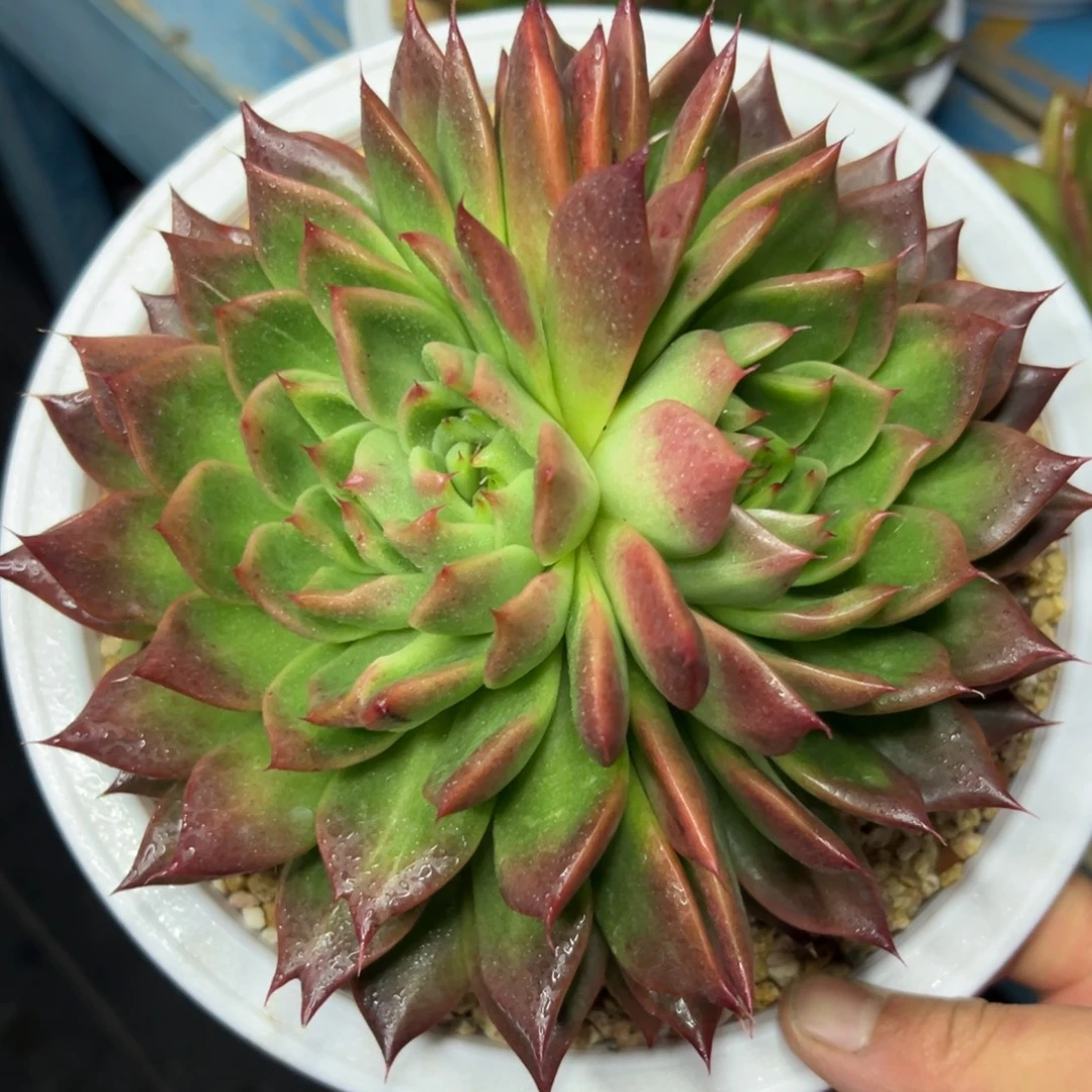 多肉植物一物一拍（44号）