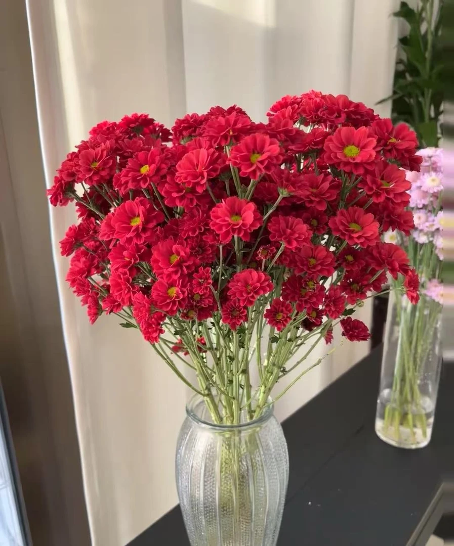 三岁花集-多头小雏菊铁锈红（一单中通两单顺丰冷链包邮）