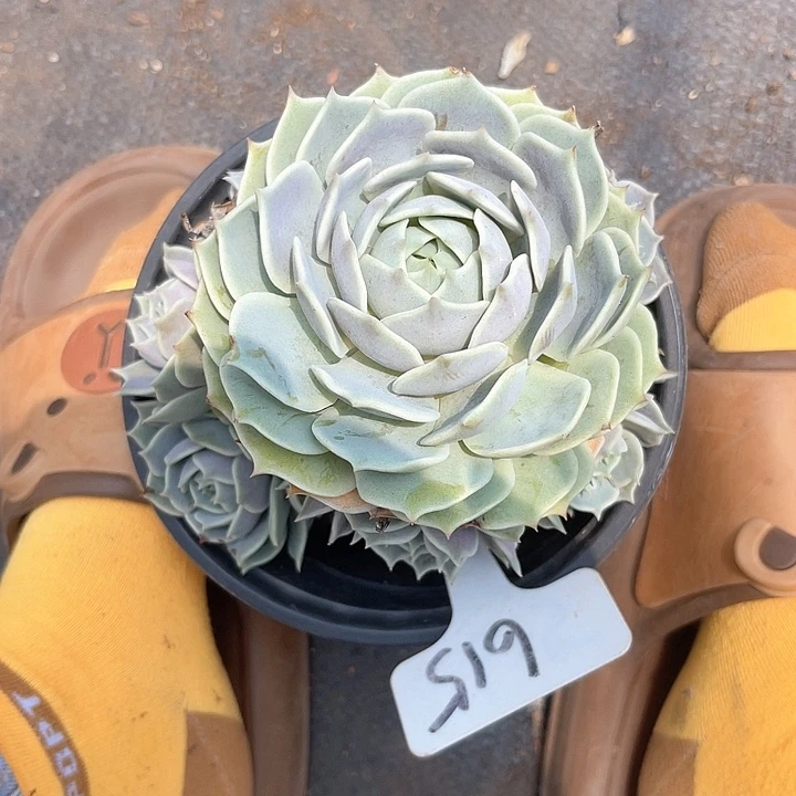 晨语多肉，一物一拍露娜莲子615