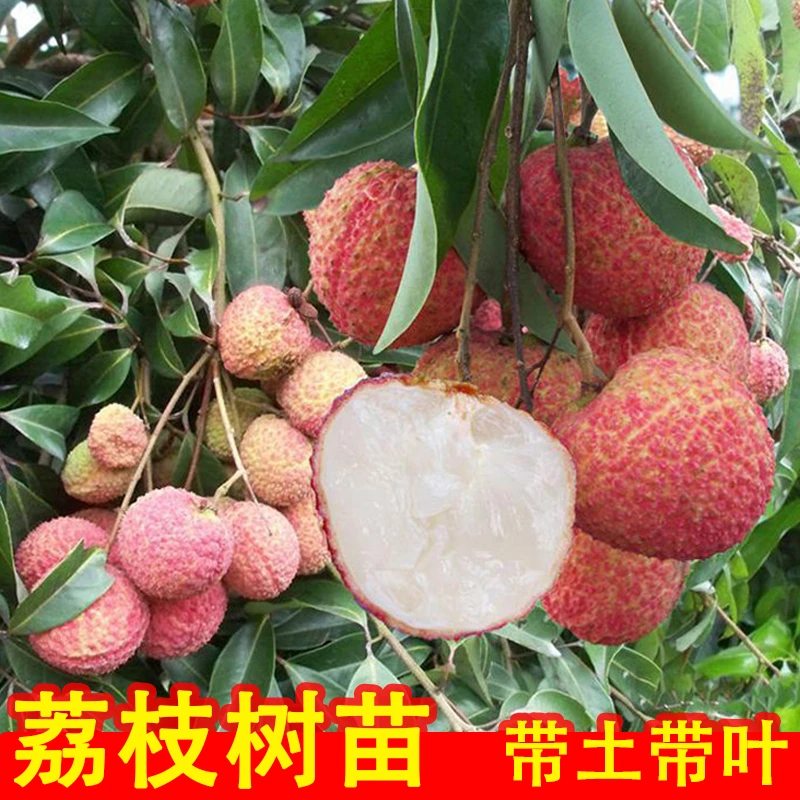 无核冰荔枝仙进奉桂味荔枝树苗正品嫁接阳台庭院盆栽地栽广西发货