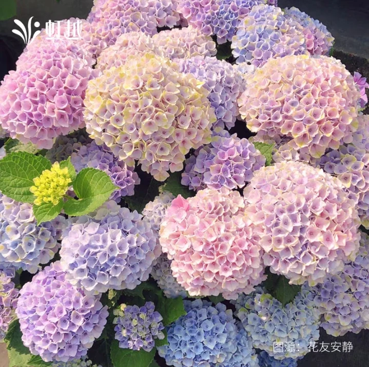 【魔幻革命】绣球花室内室外盆栽地栽【已发货拒绝退款和拒签】