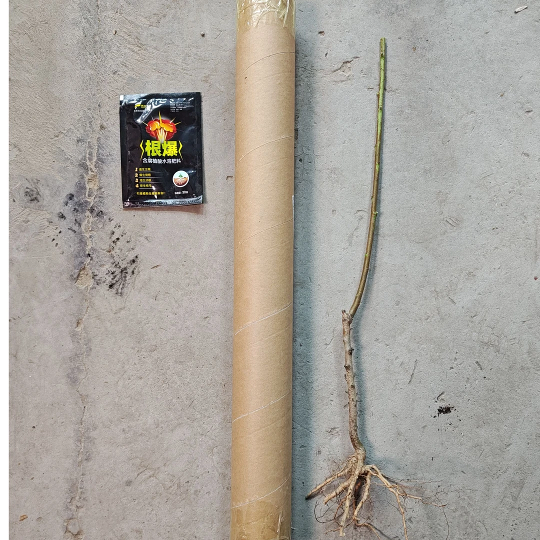 【早玉蟠 一级的】增产肥料（10棵）（12月发）先发赠品