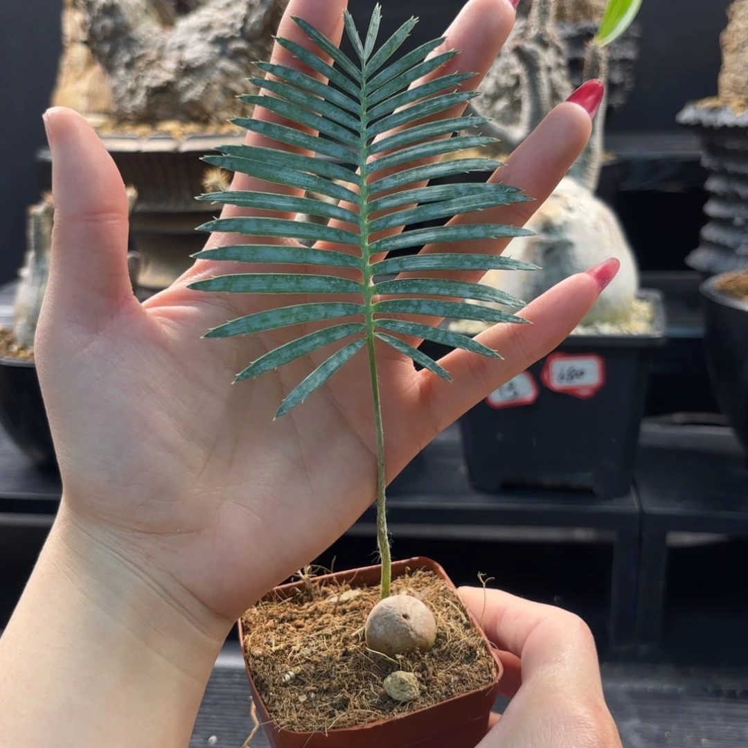 木 鱼骨双子铁树。