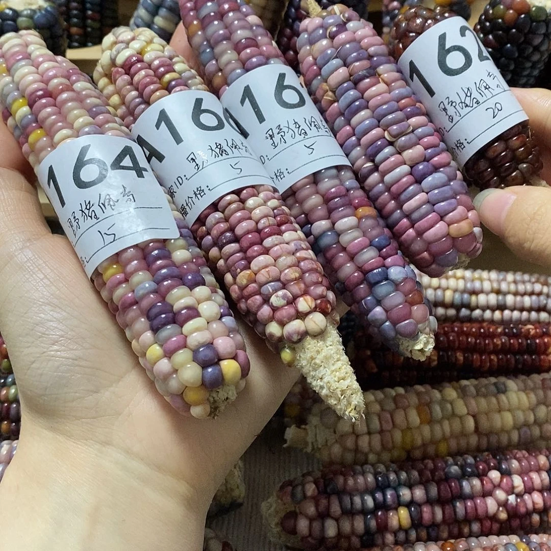 藤类文玩玉米毛料